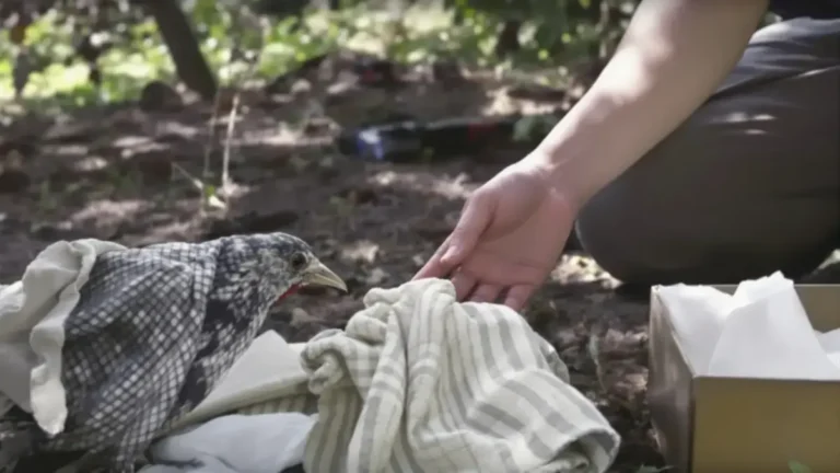 Een gewonde vogel vinden: deze handelingen kunnen zijn leven redden of zijn toestand verergeren