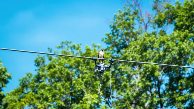 Waarom worden vogels niet geëlektrocuteerd als ze op elektriciteitsdraden zitten?