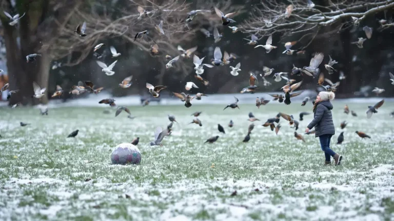 In de winter brengt dit simpele balletje de vogels terug in de tuin