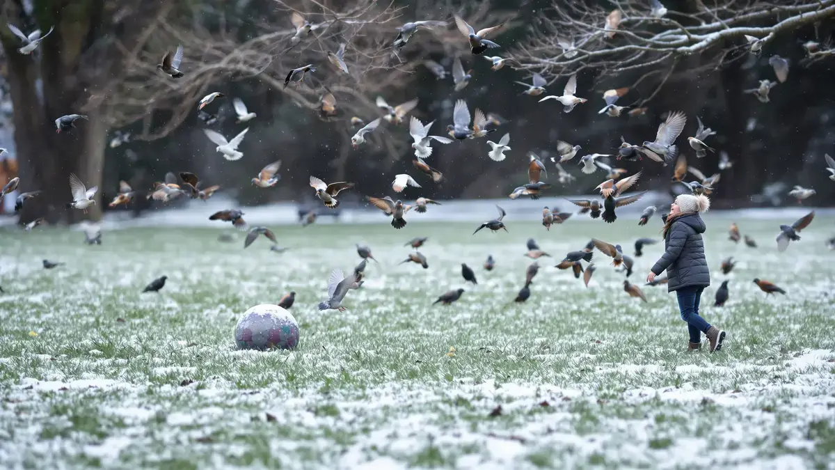 In de winter brengt dit simpele balletje de vogels terug in de tuin