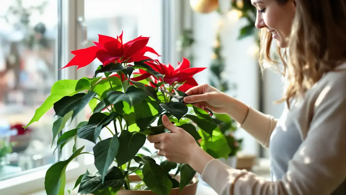 Een kerstster kan jaar na jaar weer bloeien als je deze precieze handeling kent
