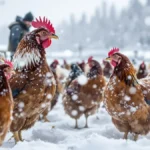 Featured image placeholder 16:9