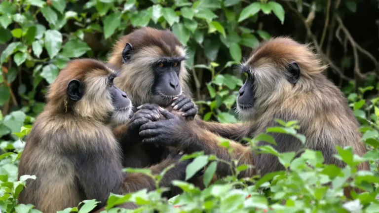 Bij sommige primatensoorten paren mannetjes onderling, een verrassende strategie om hun nageslacht te bevorderen
