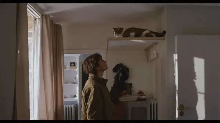 Experts zijn het erover eens dat de afstandelijkheid van een kat niet altijd een teken van ongeluk is dit gedrag kan wijzen op een behoefte aan onafhankelijkheid