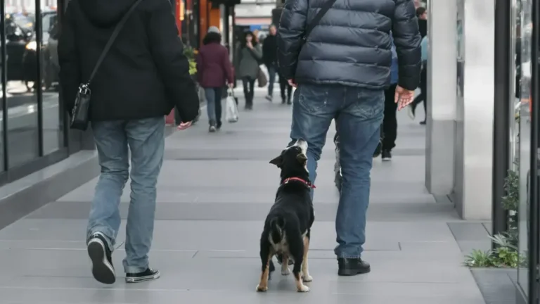 Deskundigen zijn het erover eens: honden kunnen menselijke emoties detecteren. Het is geen mythe, ze onthullen vaak verborgen intenties.