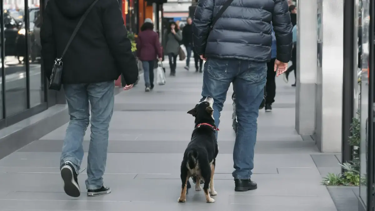 Deskundigen zijn het erover eens: honden kunnen menselijke emoties detecteren. Het is geen mythe, ze onthullen vaak verborgen intenties.