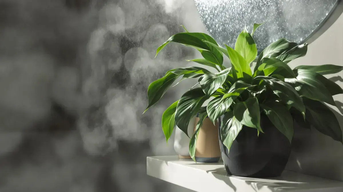 Minder bekende kamerplant: een effectieve en vaak onderschatte oplossing tegen vocht en schimmel