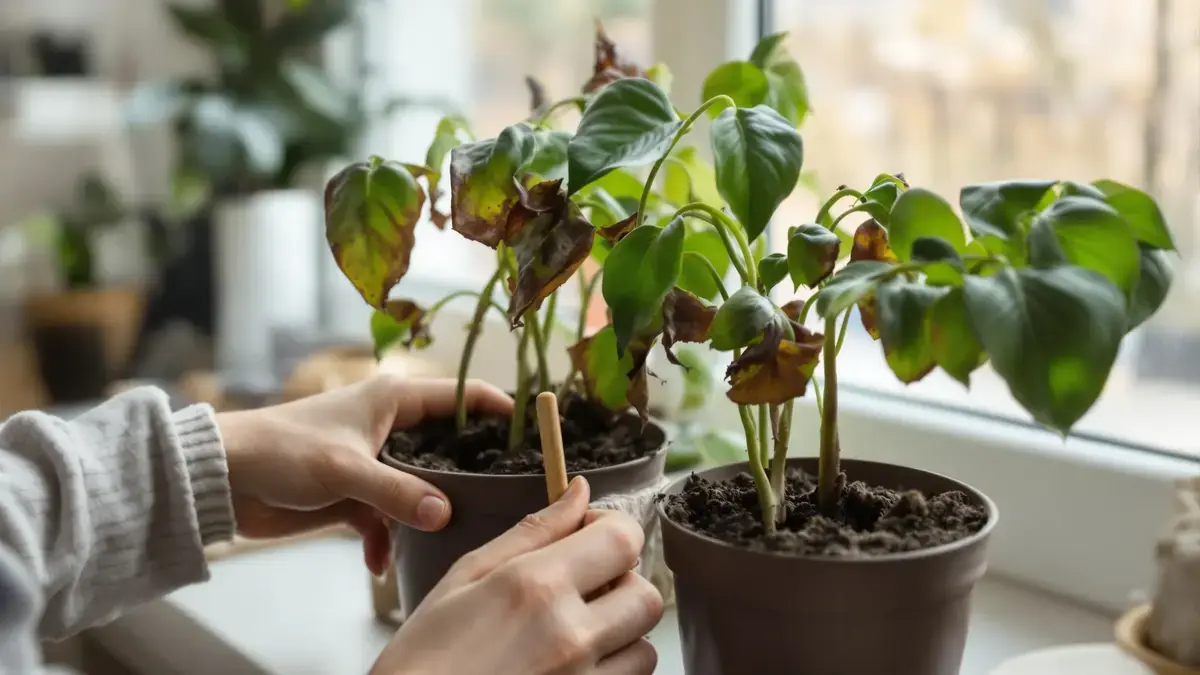 Deskundigen zijn het erover eens: uw planten kunnen geen water meer opnemen, zelfs niet in vochtige grond. Dit vaak over het hoofd geziene fenomeen kan hen beschadigen en hun verwelking bevorderen.
