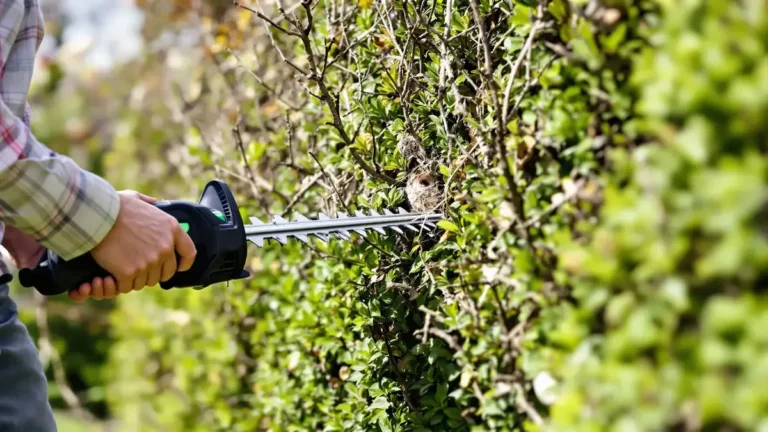 Deze veelvoorkomende gewoonte in de tuin weerhoudt vogels ervan bij u te nestelen maar weinigen beseffen het